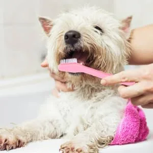 Didiseaon 12pcs Double Head Dog Toothbrush Tooth Paste Dog Toothbrush and Toothpaste Dogs Toothbrush Set Clean - product information 2