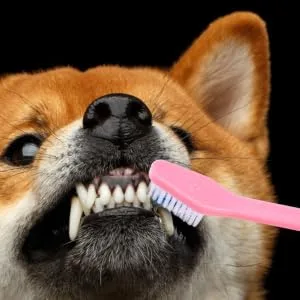 Didiseaon 12pcs Double Head Dog Toothbrush Tooth Paste Dog Toothbrush and Toothpaste Dogs Toothbrush Set Clean - product information 6