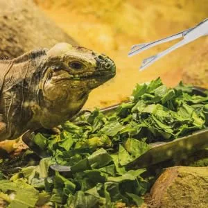 COLLBATH Reptile Feeding Clip Bearded Dragon Feeding Tongs Snake Tong Stainless Steel Silver - product information 2