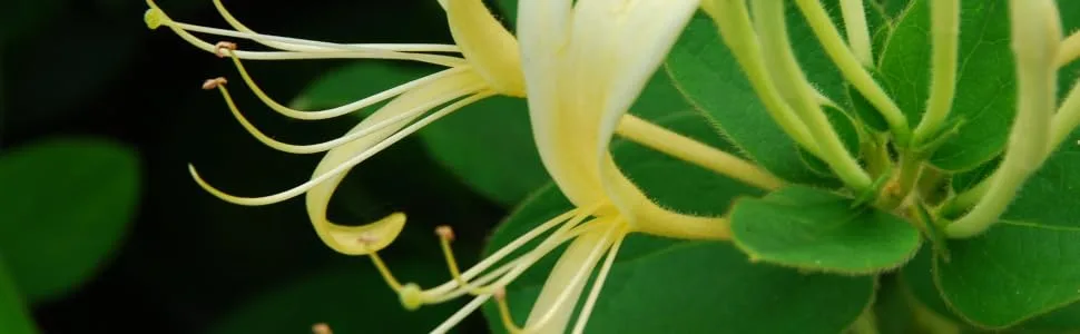 Honeysuckle 35g/can 1.23oz/can Herbal Tea  - product information 1