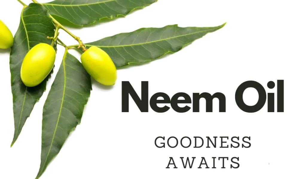 Neem Oil 16 fl oz (454ml) | Cold-Pressed for Maximum Potency | 100% Pure and Natural | Promotes Healthy Skin and Hair | Multipurpose Solution | By Amriel Co. - Neem Oil