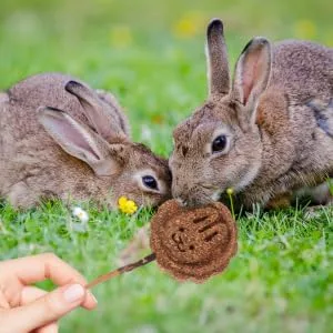 Hohopeti 10pcs Pet Lollipop Pet Chewing Sticks Hamster Chewing Playthings Guinea Pig Chew Plant - product information 2