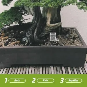 BESPORTBLE 3pcs Pet Water Feeder Small Ants Feeder Ants Water Feeding Ants Farm Accessory Insect Feeder Plastic - product information 1