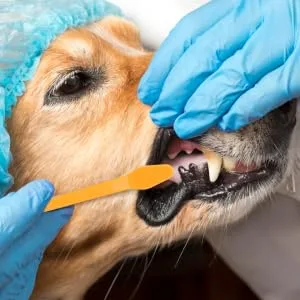 BCOATH 10pcs Puppy for Cat Pets Small Supplies Portable Nylon Clean Tooth Pet Dual-head Dog Brush - product information 5