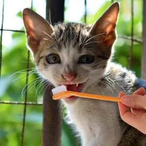 BCOATH 10pcs Puppy for Cat Pets Small Supplies Portable Nylon Clean Tooth Pet Dual-head Dog Brush - product information 6