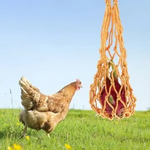 GRIRIW 2pcs String Feeding Supplies Black Hooks for Hanging Foraging Tool Chicken Hen Fruit Nylon - product information 1