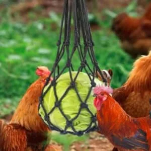 GRIRIW 2pcs String Feeding Supplies Black Hooks for Hanging Foraging Tool Chicken Hen Fruit Nylon - product information 3