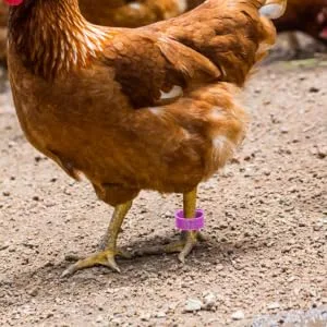 BUGUUYO 100pcs Chicken Leg Ring Chicken Thigh Poultry Identification Ring Chicken Drumsticks Plastic Purple - product information 1