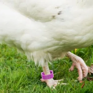 BUGUUYO 100pcs Chicken Leg Ring Chicken Thigh Poultry Identification Ring Chicken Drumsticks Plastic Purple - product information 2