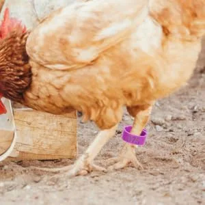 BUGUUYO 100pcs Chicken Leg Ring Chicken Thigh Poultry Identification Ring Chicken Drumsticks Plastic Purple - product information 3