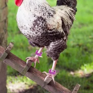 BUGUUYO 100pcs Chicken Leg Ring Chicken Thigh Poultry Identification Ring Chicken Drumsticks Plastic Purple - product information 7
