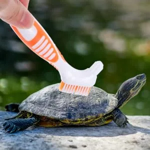 BESPORTBLE 5pcs Turtle Shell Cleaning Brush Aquarium Scraper Scrubber Turtle Tank Mud Plastic 16x5cmx5pcs As Shown 2x5pcs - product information 2