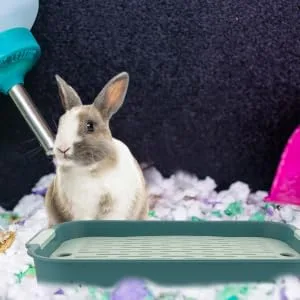 COLLBATH 2pcs Box Rabbit Toilet Bunny Supplies Rabbit Potty Trainer Bunny Train Potty Bunny Training Potty 27.00X18.80X4.00CM As Shown 1 - product information 5