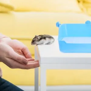 COLLBATH Lacework Potty Trainer Small Pet Pan Cage Bunny Bedding for Rabbits Guinea Pig Bedding Blue - product information 5