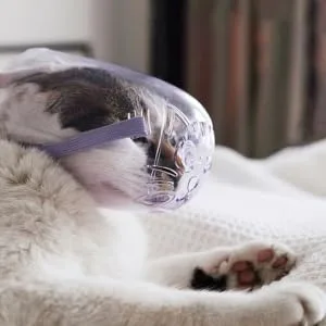 BESPORTBLE 4pcs Cat Muzzle Transparent Muzzle Cat Muzzle Cat Head Muzzle Dog Muzzles Pp - product information 6