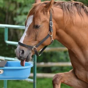 Hohopeti Automatic Water Bowl Livestock Water Feeder Livestock Water Trough Drinking Bowl Water Gauge Major - product information 2
