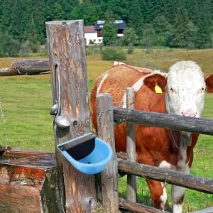 Hohopeti Automatic Water Bowl Livestock Water Feeder Livestock Water Trough Drinking Bowl Water Gauge Major - product information 6