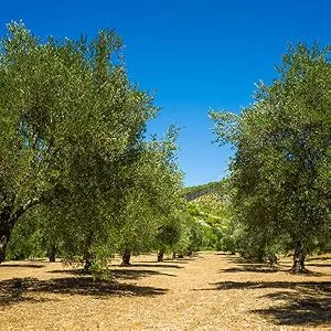 Mario Camacho Foods Pitted Snack Olives, Variety Pack,1.05 Ounce (Pack of 12) Variety Variety Pack - olive trees