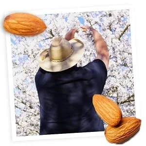 Almond Breeze Almond Milk, Unsweetened Original, 32 Ounce (Pack of 6) - product information 2