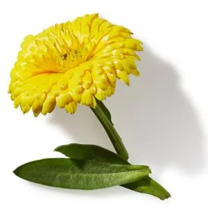 John Masters Organics Green Tea Calendula Mist - Calendula