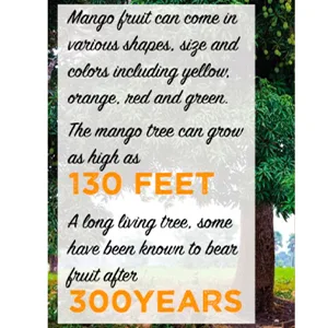 Mariani | Dried Mango | 4oz (Pack of 4) | Unsweetened & Unsulfured | Gluten-Free | No Preservatives | 100% Fruit | Resealable Bag - product information 1