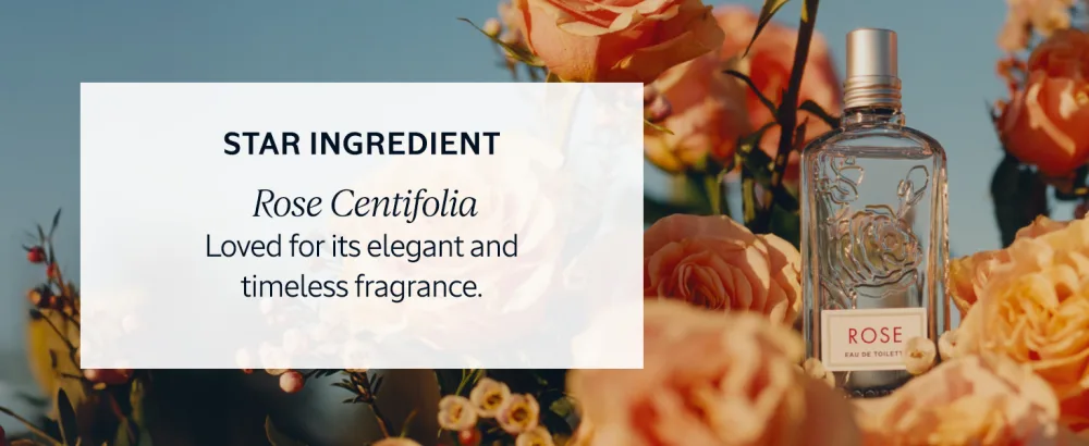 L'OCCITANE Eau de Toilette: Cherry Blossom Rose Neroli & Orchidee Citrus Verbena Verbena Fragrance - Rose Centifolia