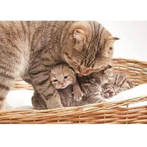 Breeder's Edge Foster Care Feline- Powdered Milk Replacer- for Kittens & Cats- 20 lbs - rthrht