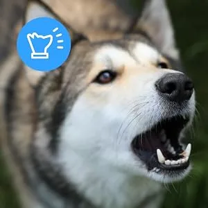 SureFlap Animo Activity Tracker and Behavior Monitor for Dogs, .06 LB - dog barking