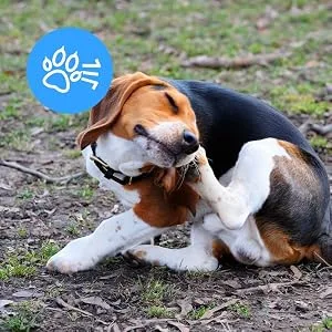 SureFlap Animo Activity Tracker and Behavior Monitor for Dogs, .06 LB - dog scratching