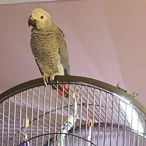 M&M Cage Company - Bird Cage Light with Chew Guard for Hook Bill Birds & Soft Bill Birds - Full Spectrum LED Pet Light - Simulates Natural Environment Hookbill Light 18" - African Grey on cage