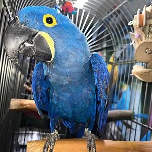 M&M Cage Company - Bird Cage Light with Chew Guard for Hook Bill Birds & Soft Bill Birds - Full Spectrum LED Pet Light - Simulates Natural Environment Hookbill Light 18" - Macaw with light