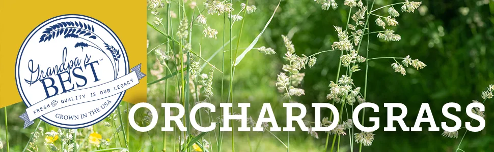 Grandpa's Best Orchard Grass Bale 10 Pound (Pack of 1) - Orchard Grass