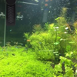 hygger Fast Heating Titanium Aquarium Heater with LED Digital Temp Controller 500W 800W Submersible Fish Heater for 60-180 Gallon Freshwater Tank - heater