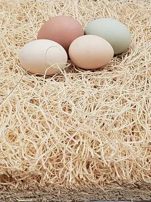 MagJo Pet Excelsior Aspen Shaving Nesting Liners (12 Pack) - Eggs on aspen, egg cushion
