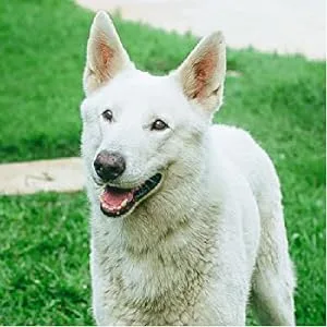 Advantage II Flea Prevention and Treatment for Extra-Large Dogs (Over 55 Pounds) 6-Pack - Advantage