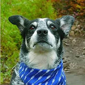 Advantage II Flea Prevention and Treatment for Extra-Large Dogs (Over 55 Pounds) 6-Pack - Advantage II