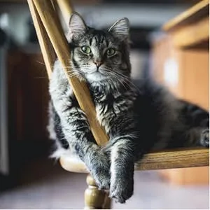 Cheristin for Cats Topical Flea Prevention  Starts Killing Fleas in 30 Minutes, 3 Doses - Cheristin