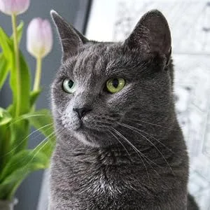 Cheristin for Cats Topical Flea Prevention  Starts Killing Fleas in 30 Minutes, 3 Doses - HyLyt