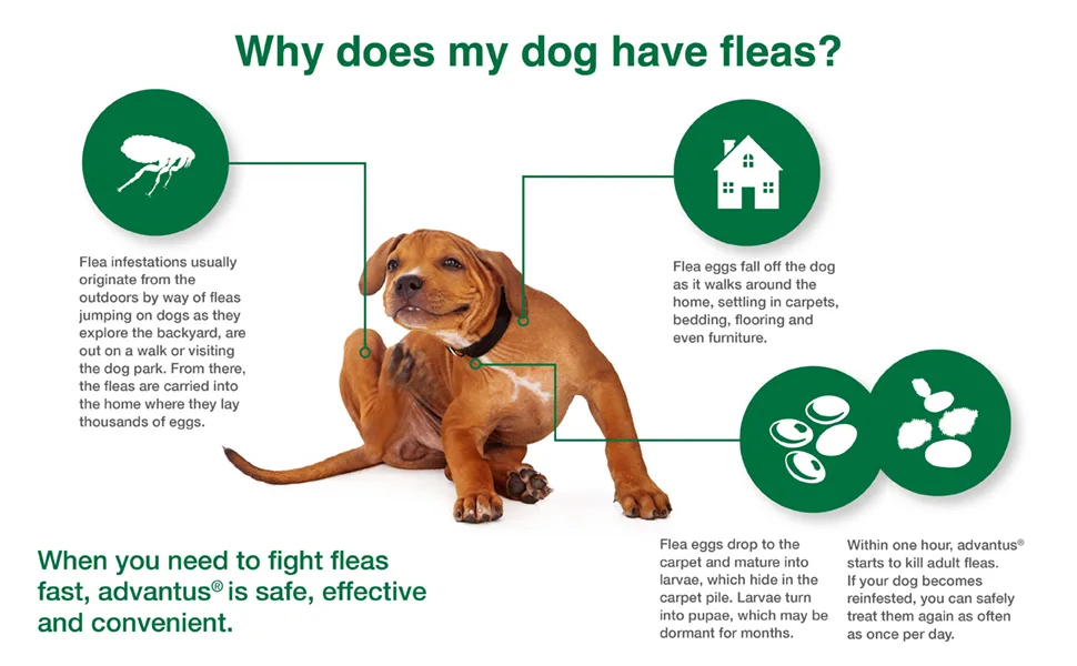 Advantus (Imidacloprid) 30-Count Chewable Flea Treatment for Large Dogs between 23-110 Pounds, 37.5mg - Advantus flea cycle