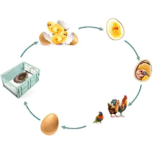 Manual Incubator 2 Gallon Birds Parrot Small Animals Thermostat Breeding Box Bird Eggs Hatching Brooder Heater - Hatching Nest
