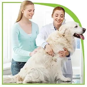Nutramax Laboratories Dasuquin with MSM Soft Chews 84 Count Small/Medium Dog (Under 60 lbs) - Smiling Veterinarian examining happy dog