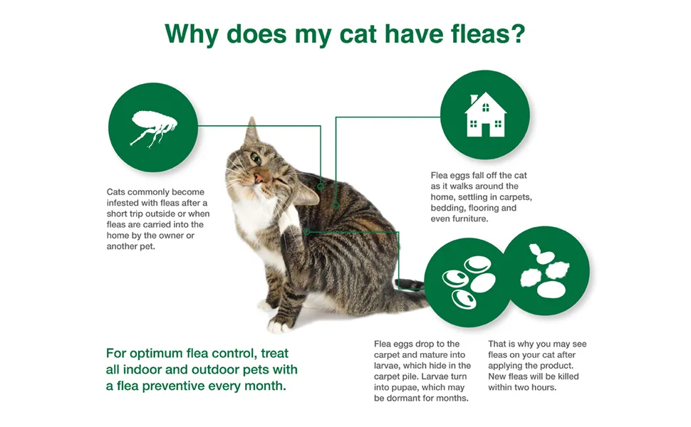 Advantage II Flea Prevention and Treatment for Large Cats (Over 9 Pounds) 6-Pack Large Cat only - cat flea lifecycle