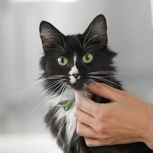 Advantage II Flea Prevention and Treatment for Large Cats (Over 9 Pounds) 6-Pack Large Cat only - How Does it Work?