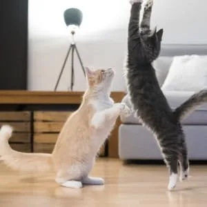 Cat Mate Timed Automatic Feeder Two bowl feeder - Two Cats Playing Together