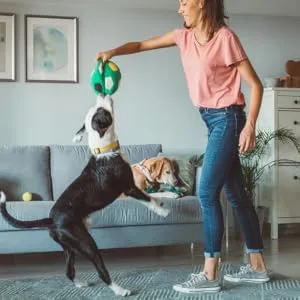 Cat Mate Timed Automatic Feeder Two bowl feeder - Woman playing with Dog while other dogs rest on the couch