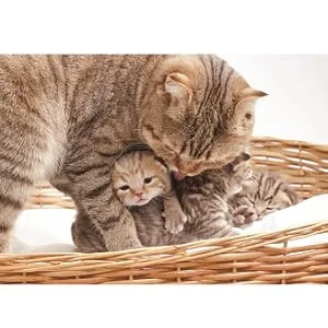 Revival Animal Health Doc Roy's FeCease - Stool Eating Deterrent for Dogs & Cats 60ct - cats