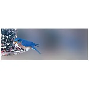 C&S No Melt Suet Dough Delights for Wild Birds, 12 Pack Peanut 12-Pack - product information 1