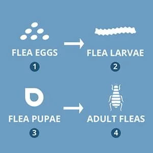 Catego Flea and Tick Control for Cats (6 doses) Over 1.5 lbs, 8 Weeks or Older - cat fleas, flea and tick for cats, frontline plus, advantage II for cats, best flea medicine for cat