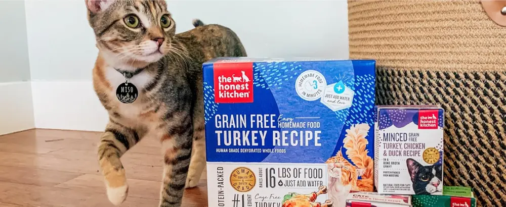 The Honest Kitchen Dehydrated Grain Free Chicken Cat Food 4 Pound (Pack of 1) - Moisture-Rich & Easy to Digest