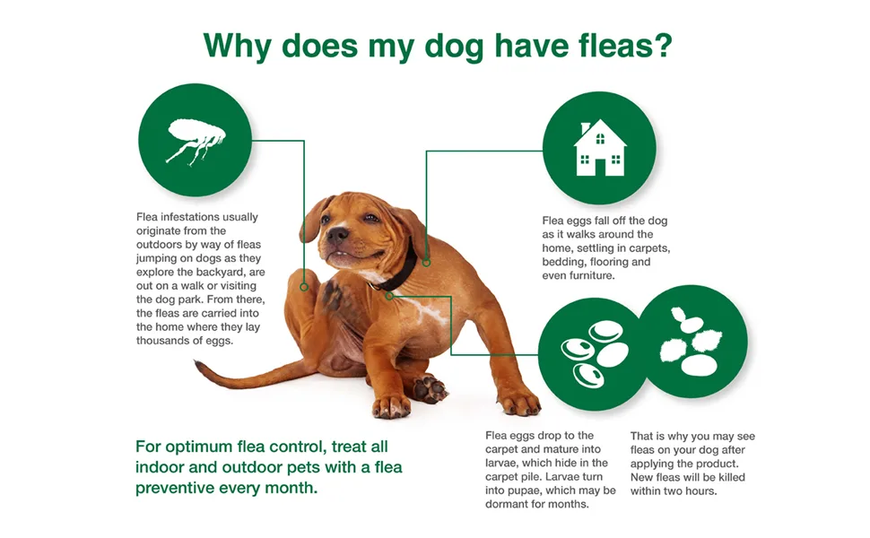 Advantage II Flea Prevention and Treatment for Medium Dogs (11-20 Pounds) 4-Pack - Dog flea lifecycle